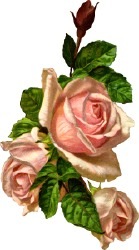 [three-pink-roses[3].jpg]