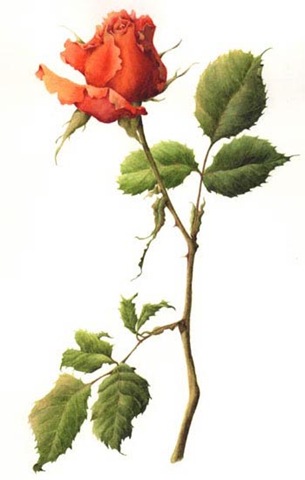 [wilson9_large_golden rose[3].jpg]