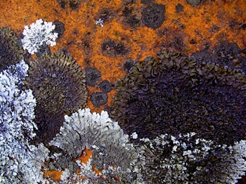 lichen (Medium)