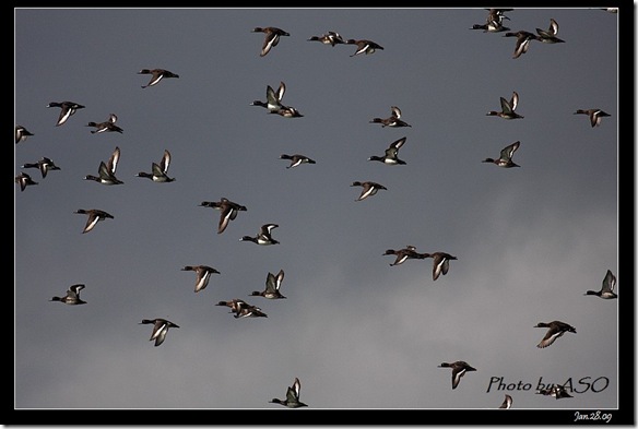 鳳頭潛鴨(2009-1-28壽豐)5820