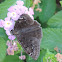 Horace's Duskywing Skipper Butterfly