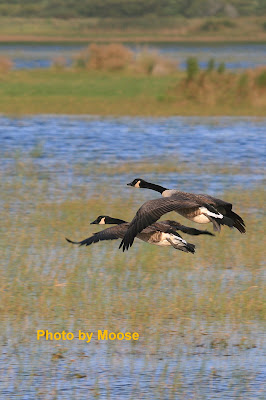 North Carolina Wildlife Resources Commission