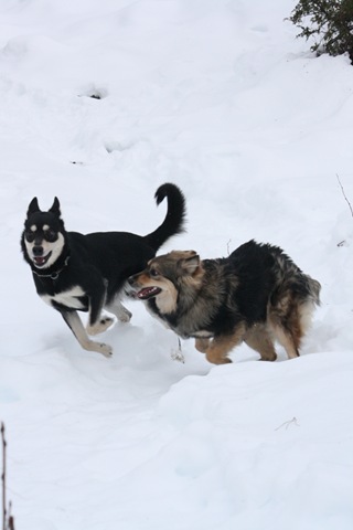 [Lapphundtreff Tueneset 2010 021[3].jpg]