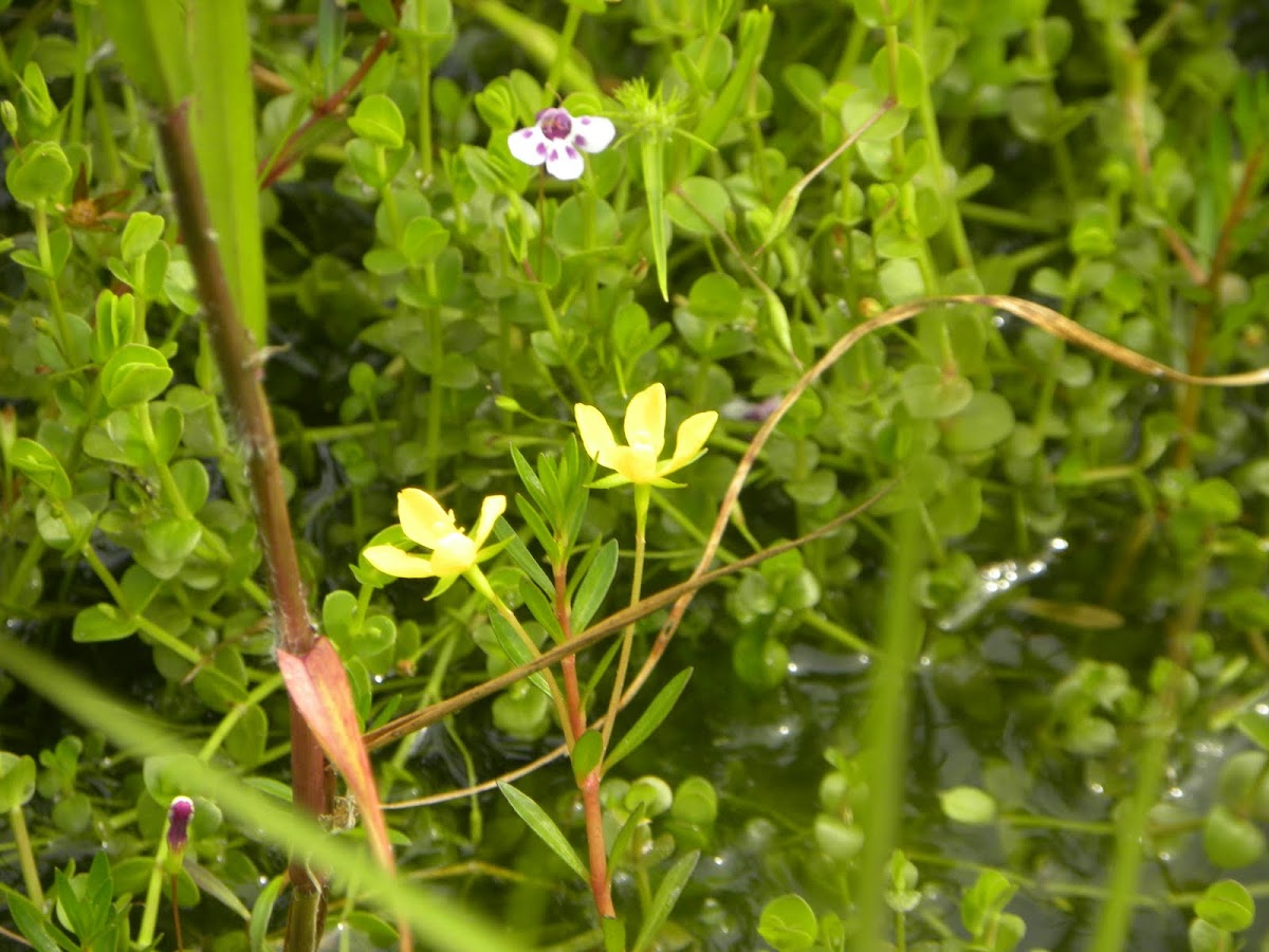 Water-primrose