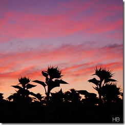 Sonnenblumensilhouetten vor Morgenrot © H. Brune