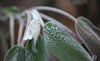 Salbeiblätter mit Frost © H. Brune