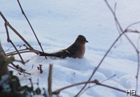 Buchfink im Schnee © H. Brune