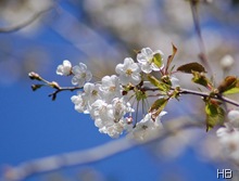 Kirschblüte © H. Brune
