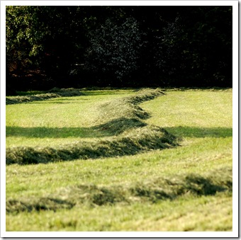 Grasschwade © H. Brune