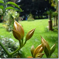 Der Garten © H. Brune Der Garten © H. Brune