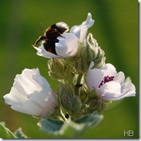 Kräuter © H. Brune Kräuter © H. Brune