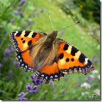 Schmetterlinge © H. Brune