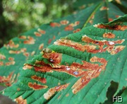 Kastanienblätter mit Miniermottenbefalle © H. Brune