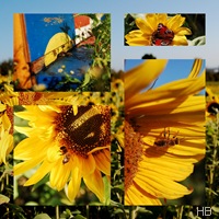 Bienen und Sonnenblumen © H. Brune