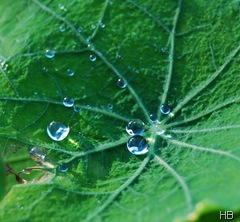 Lotuseffekt auf Blättern der Kapuzinerkresse © H. Brune