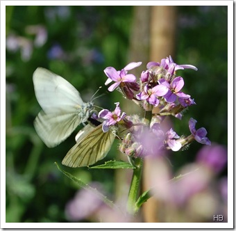 Nachviole mit Schmetterlingen © H. Brune
