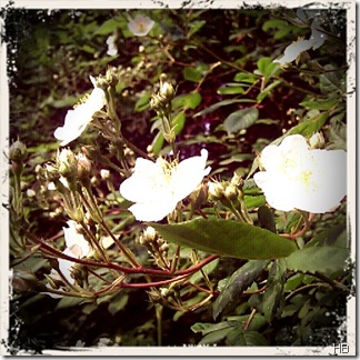 Ramblerrose © H. Brune Ramblerrose © H. Brune
