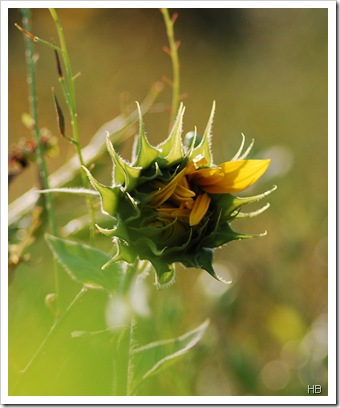 Sonnenblume © H. Brune