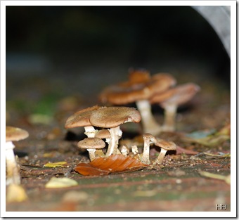 Pilze © H. Brune