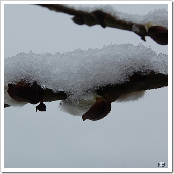 Weidekätchen im Schnee © H. Brune 