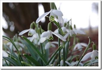 Schneeglöckchen © H. Brune