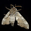 One-eyed Sphinx Moth