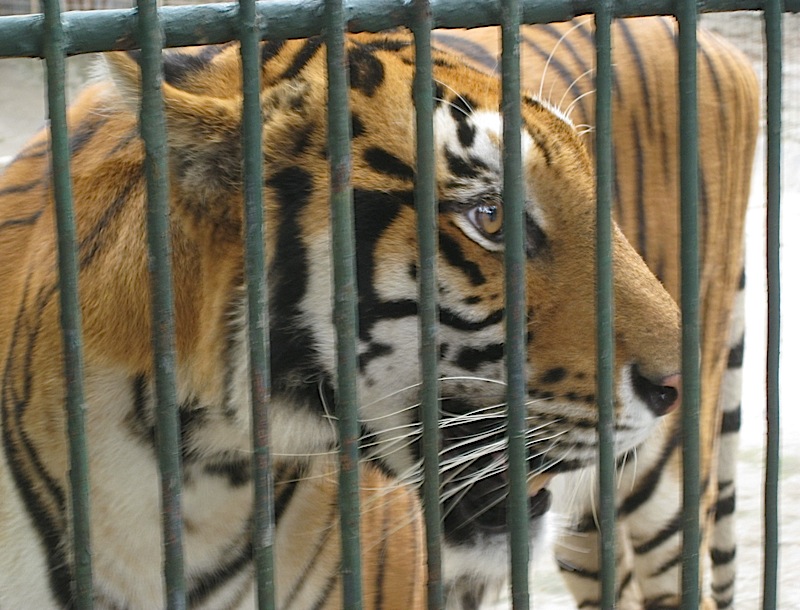 tiger at the Malabon Zoo