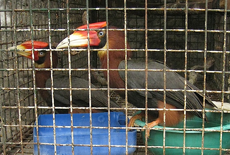 kalaw or Rufous Hornbill at the Malabon Zoo