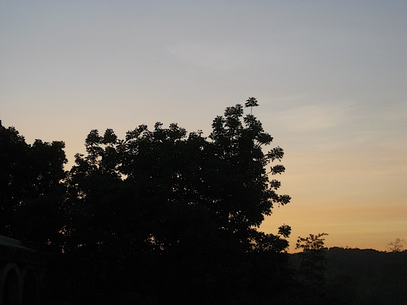 sunrise behind some mango trees
