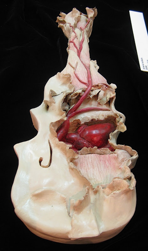 Arteria Axillaris by Patricia Eustaquio