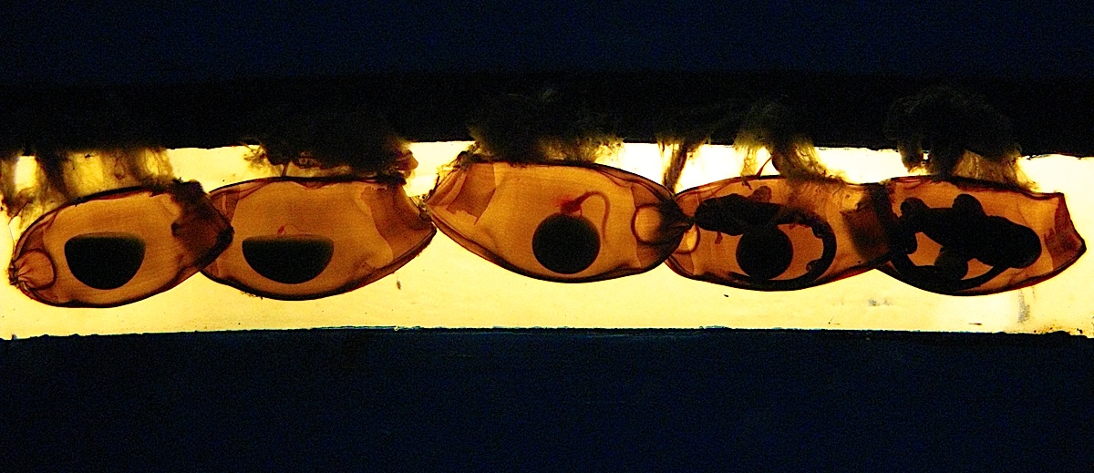 Whitespotted Bamboo Shark eggs