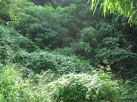 stand of woods in Ateneo de Manila