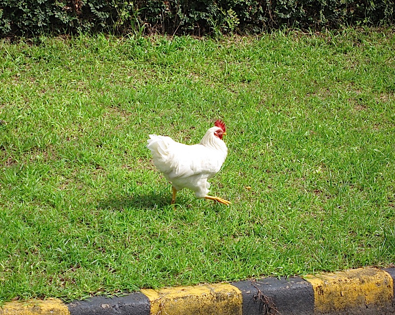 white hen in front of my neighbor's house