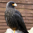 Striated Caracara