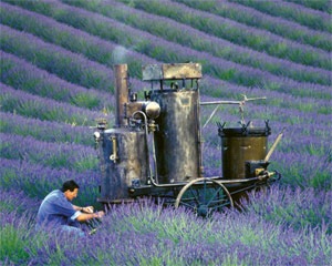 [l'occitane lavender[4].jpg]
