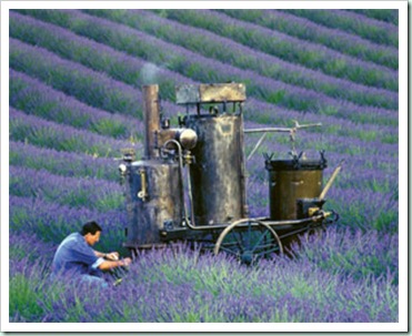 l'occitane lavender