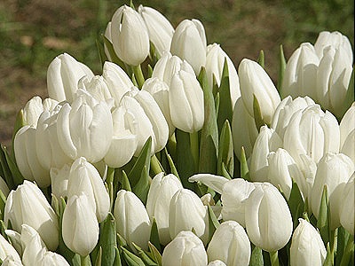 [tulips-white[4].jpg]