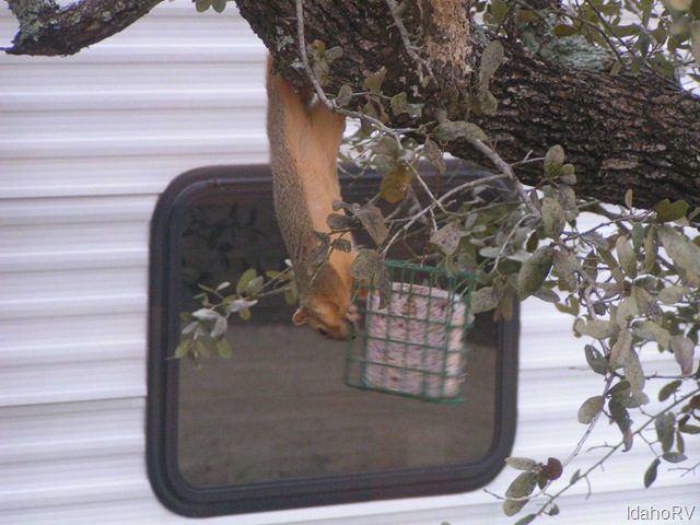 [Squirrel-on-Bird-Feed[2].jpg]