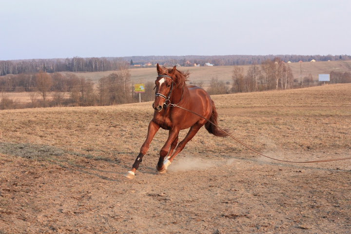 galop%20goldy%202.JPG