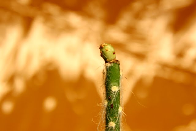 Continuous fails - CactiGuide.com