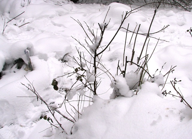 [20100112 Metre snow birch sapling[4].jpg]