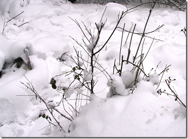 20100112 Metre snow birch sapling