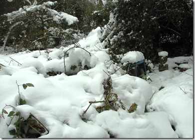20100112 Metre snow crushed bramble hedge