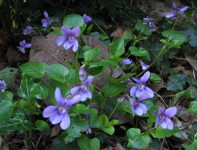 [20100413 Viola reichenbachiana[3].jpg]