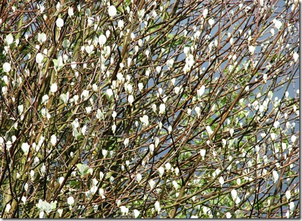 20100503 Sorbus aria leafing South View