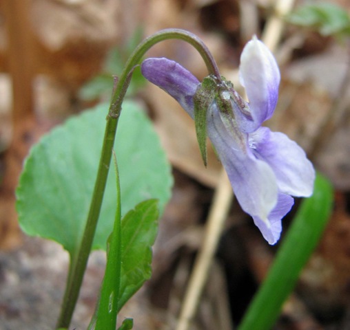 [20090326 BHW 9a Viola reichenbachiana  031[3].jpg]