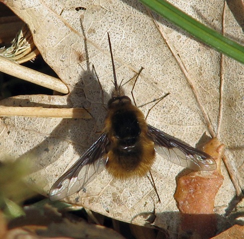 [20090318 BHW Bombylius major 020a[4].jpg]