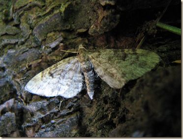 20100604 BHW pug moth cpt 3b 015