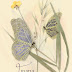 trianamariposas.jpg