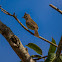 Guaracava-de-barriga-amarela(Yellow-bellied Elaenia)